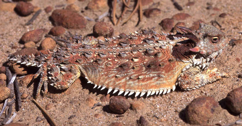 Close-up photo of brown and red coastal horned lizard