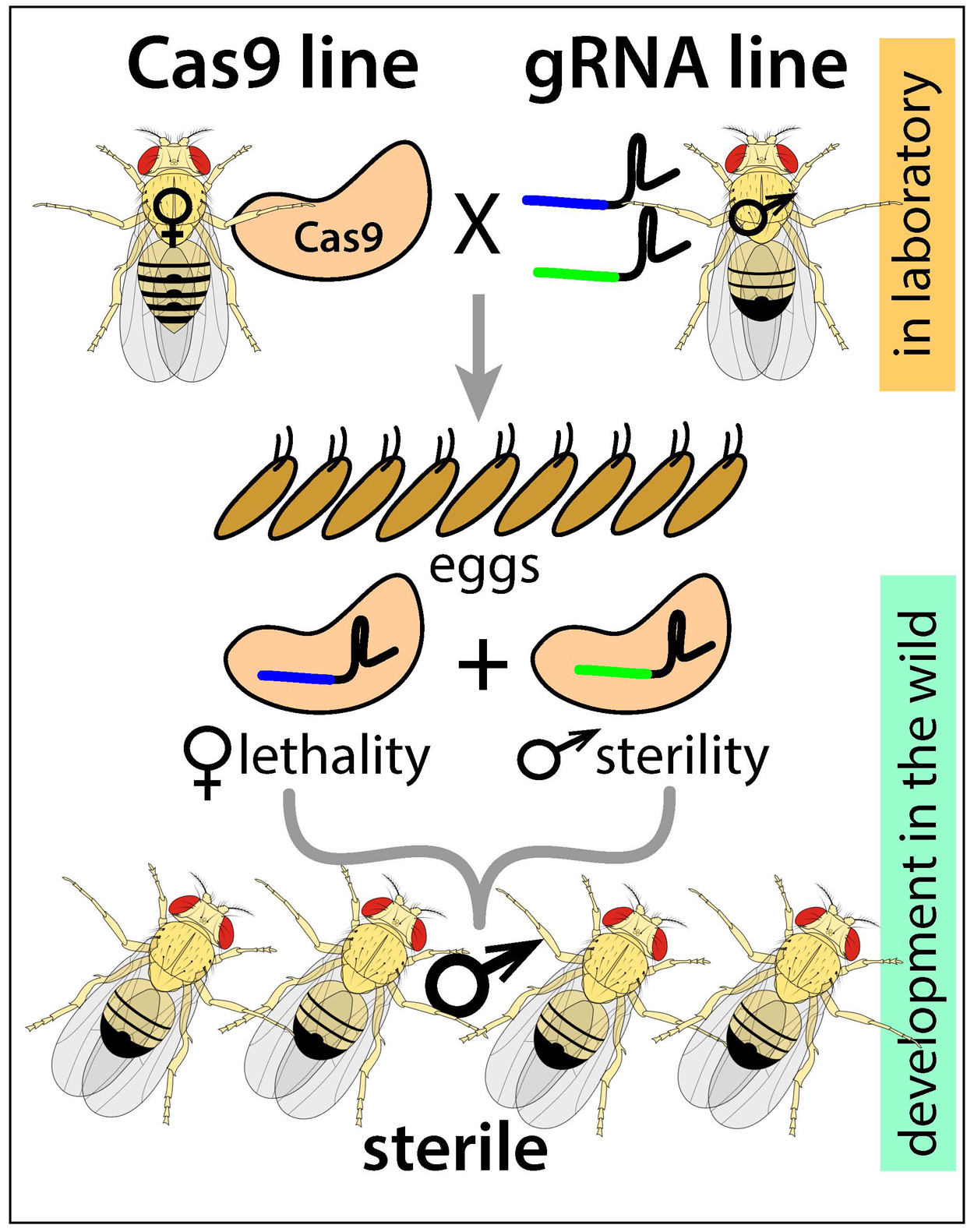 A schematic of the new precision-guided sterile insect technique