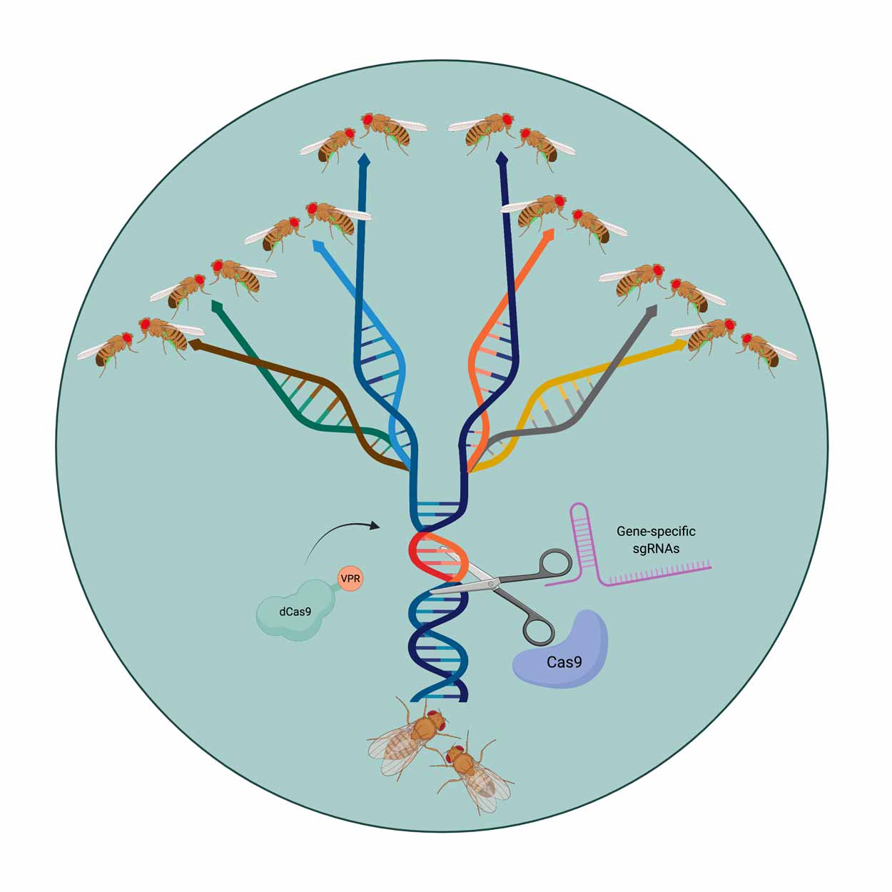 A graphic showing how the genome of fruit flies can be edited by Cas9 and sfRNAs to create isolated species.